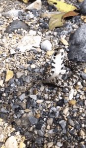 ​因为模仿眼镜蛇，还特别嚣张，所以经常被打死——大眼斜鳞蛇