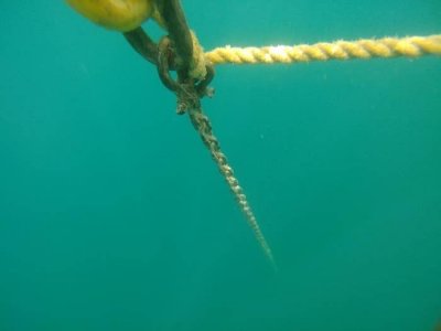 ​看这21张图，测试你是否有“深海恐惧症”