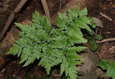 ​俗称“一朵云”，用来炖老母鸡极为鲜美，养生价值高，你认识吗