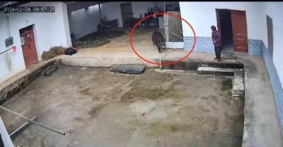 ​野猪“杀人”恐非个案！200万头猪刚鬣待管控，狩猎队伍又是多少