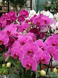 ​大家知道蝴蝶兰吗？了解娇艳蝶舞的它吗？