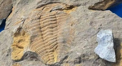 ​“氧气为王”——三叶虫体型大小演化的“密码” | 科技前线