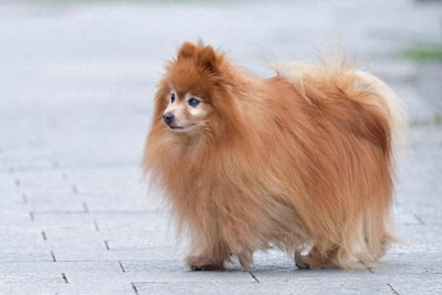 ​宠物狗系列之京巴犬