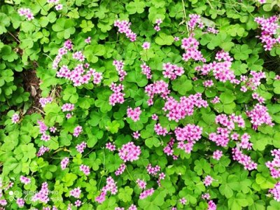 ​红花酢浆草和三叶草你分得清吗？命运不同的两兄弟，我们要处理了