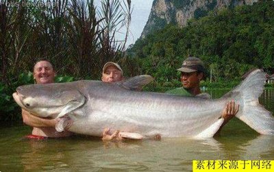 ​大千世界，眼光惊奇：3.7米的狮虎兽，重2吨鳄鱼，1米长的青蛙