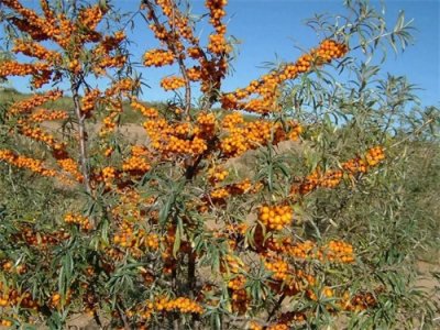 ​热不死，冻不坏，沙棘奇酸无比，在我国大面积种植，印度人也跟风
