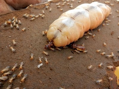 ​沦为“生育机器”的蚁后，一天产卵3万枚，最后却被子女吃掉