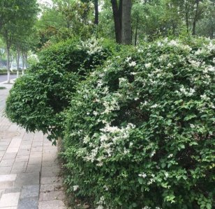 ​南京羊山公园之春