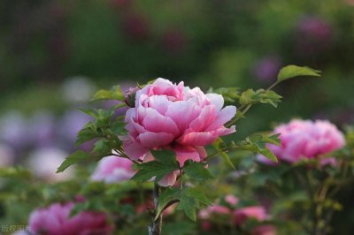 ​千古名句：唯有牡丹真国色，花开时节动京城(刘禹锡)