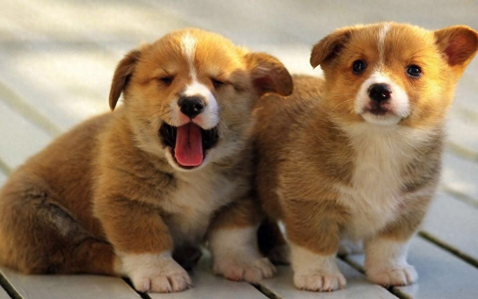 柯基美图鉴赏 4（可爱柯基壁纸，使用请点赞关注）