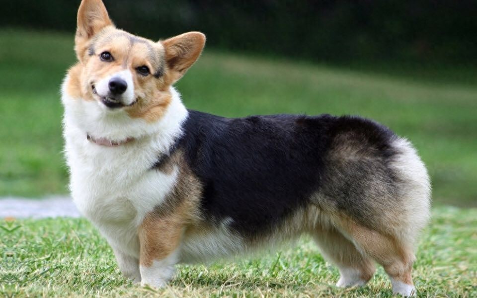 柯基美图鉴赏 4（可爱柯基壁纸，使用请点赞关注）