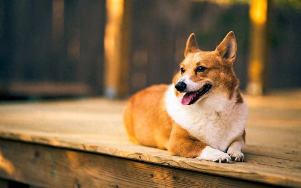 柯基美图鉴赏 4（可爱柯基壁纸，使用请点赞关注）