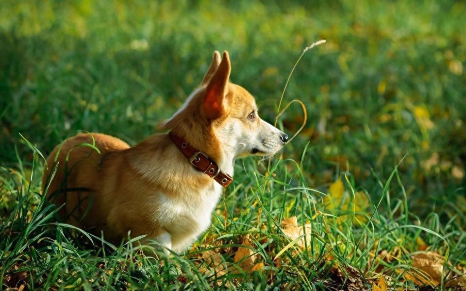 柯基美图鉴赏 4（可爱柯基壁纸，使用请点赞关注）