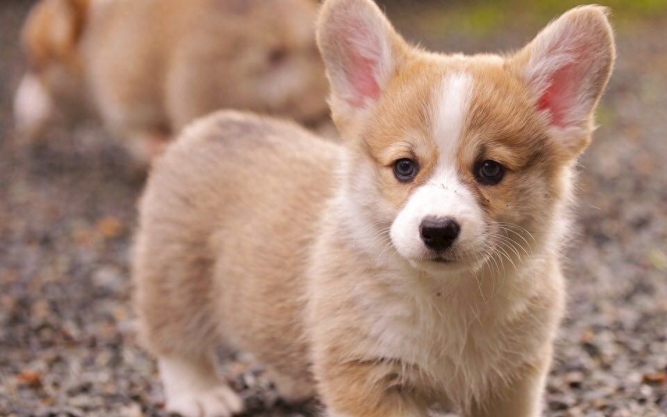 柯基美图鉴赏 4（可爱柯基壁纸，使用请点赞关注）