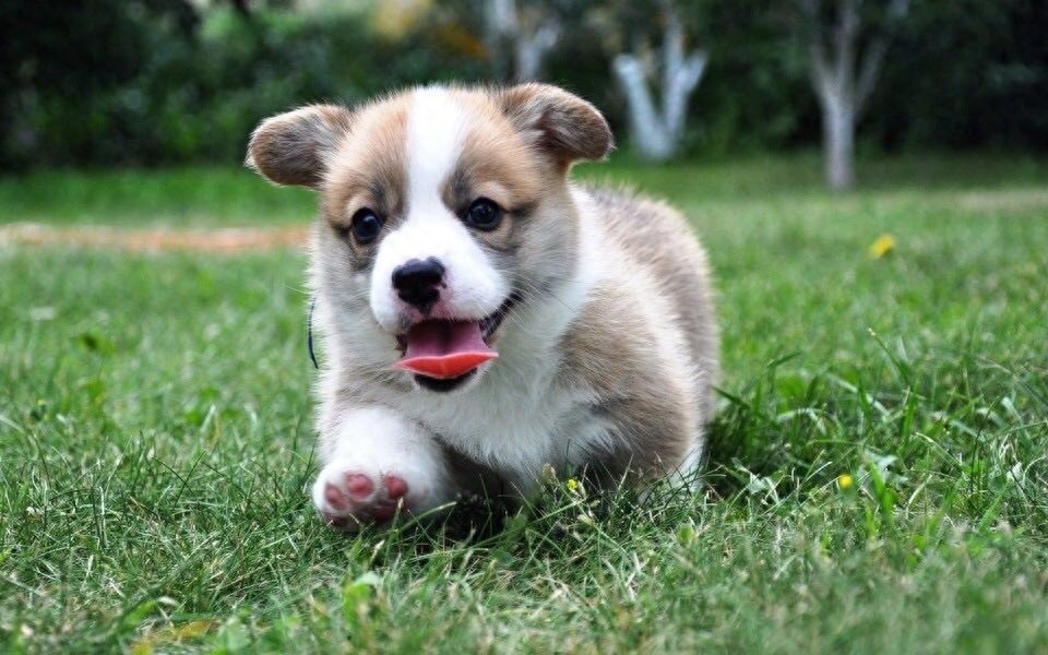 柯基美图鉴赏 4（可爱柯基壁纸，使用请点赞关注）