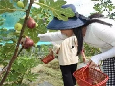 ​新疆无花果都有哪些特点，哪些无花果不能吃，卓二姐讲了解无花果