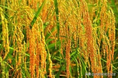 ​植物图鉴……稻谷