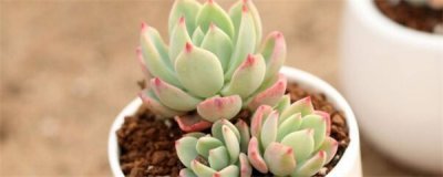 ​多肉的种植方法