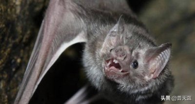 ​全球十大令人恐惧的生物