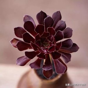 ​20种多肉法师