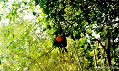 ​农村里很少见的“酸橙”，年年挂果没人吃