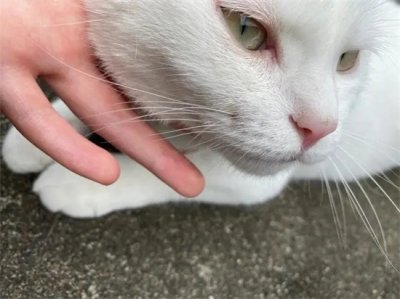 ​猫咪掉胡子是什么说法