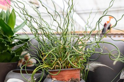 ​弹簧草的养殖方法和注意事项