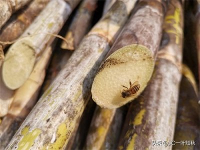 ​这些野蜜蜂，不认真看，还以为是苍蝇。
