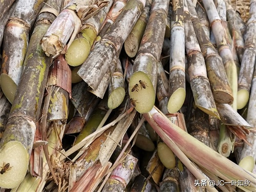 这些野蜜蜂，不认真看，还以为是苍蝇。