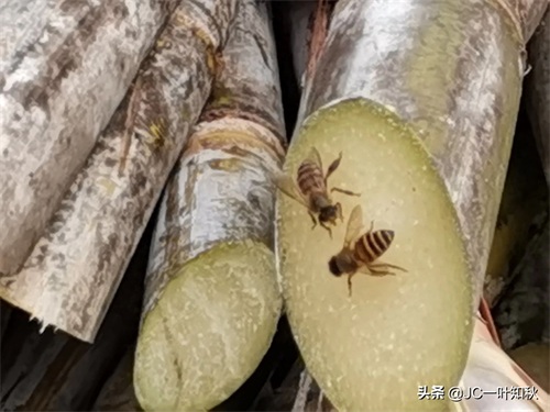 这些野蜜蜂，不认真看，还以为是苍蝇。