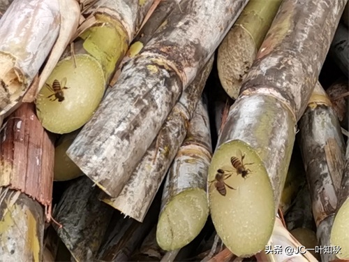 这些野蜜蜂，不认真看，还以为是苍蝇。