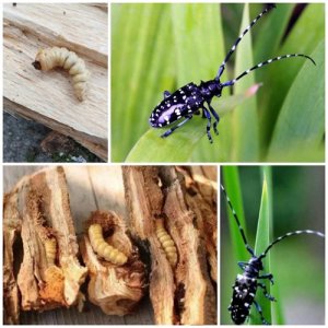 ​天牛幼虫，含有丰富蛋白质，维生素，矿物质…