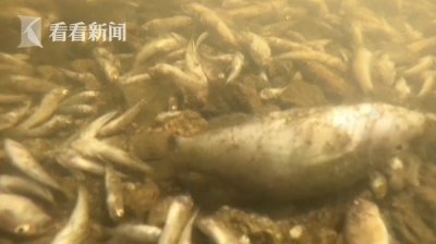 ​15吨鱼蟹死亡！极端高温下西班牙著名潟湖变臭湖