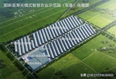 ​湖北阳新：着力发展设施农业，引资引智合力打造现代化设施蔬菜产业示范园