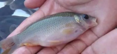 ​稻田禾花鲤在广西、湖南地区大面积流行，被称为明日之星，前景如何？