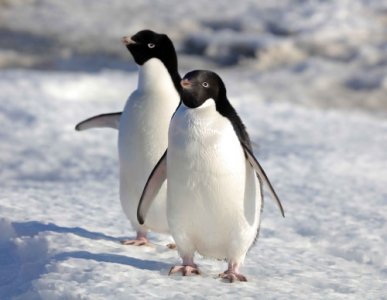 ​南极和北极哪个更冷？答案→