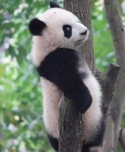 ​熊猫真的是蚩尤的坐骑吗？