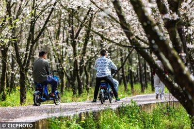 ​贵州：樱花如雪竞相绽放