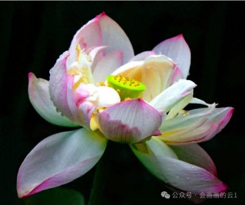 ​荷花简笔线描画教程，清雅脱俗，简直不要太好看！