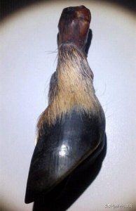 ​神秘的“黑驴蹄子”竟被用来车珠子，这是准备带着去盗墓吗？