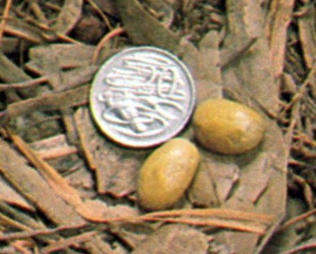 鸭嘴兽-卵生哺乳动物