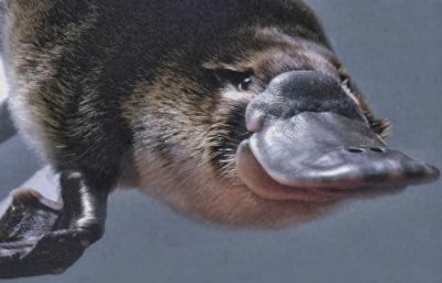 ​鸭嘴兽-卵生哺乳动物