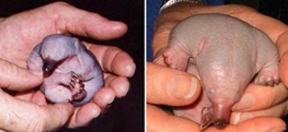 鸭嘴兽-卵生哺乳动物