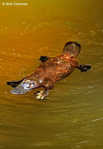 鸭嘴兽-卵生哺乳动物