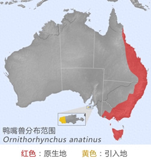 鸭嘴兽-卵生哺乳动物