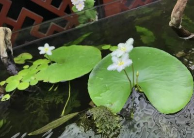 ​养了3年“一叶莲”，每次活不过3个月，原来卖家说的都是假的