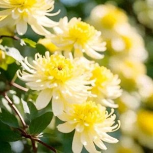 ​标题：菊花古诗