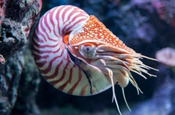 10种即将灭绝的动物，再不看就来不及了！