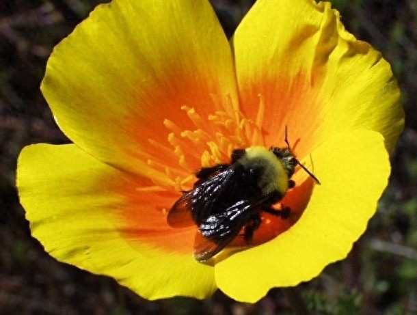 10种即将灭绝的动物，再不看就来不及了！