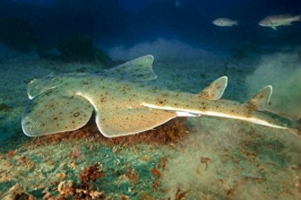 10种即将灭绝的动物，再不看就来不及了！